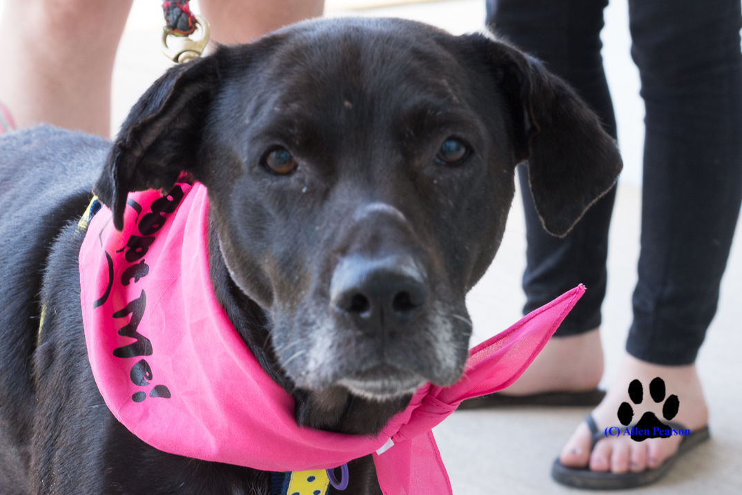 Operation Paws for Homes - Bahama Momma2.jpg